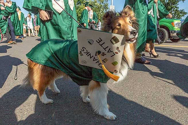 The graduation cap is placed on a dog and reads: Thanks a latte. The graduation cap is placed on a dog and reads: Thanks a latte.