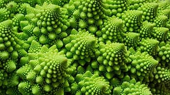 Fractal patterns in nature