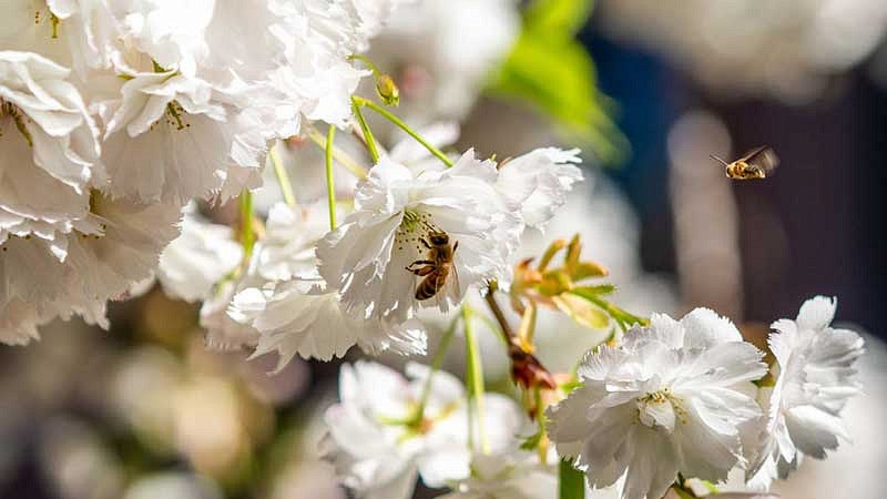 Bees on flower