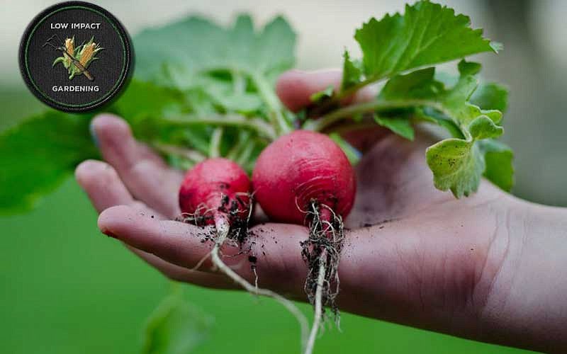 Radishes