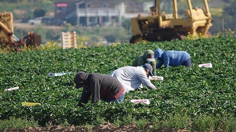 Workers harvesting strawberries