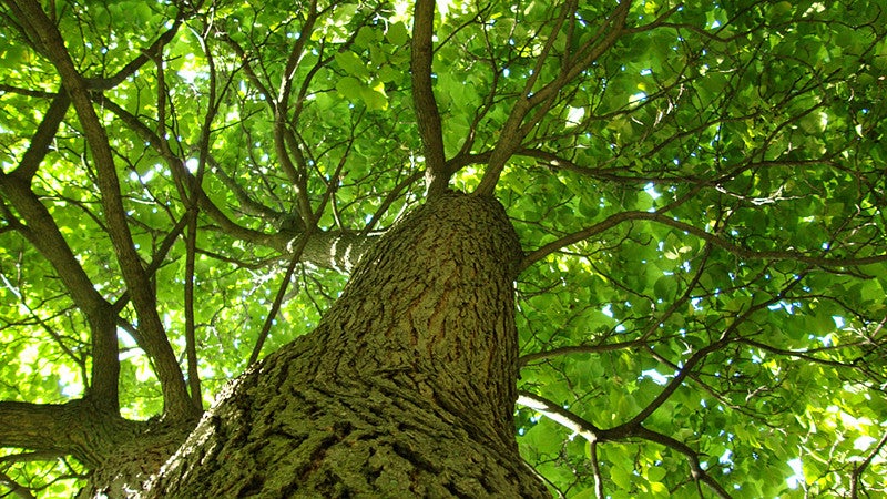 The fractal patterns found in nature are more soothing to the human brain than urban landscapes, new research finds. A leafy tree showing fractal patterns in nature