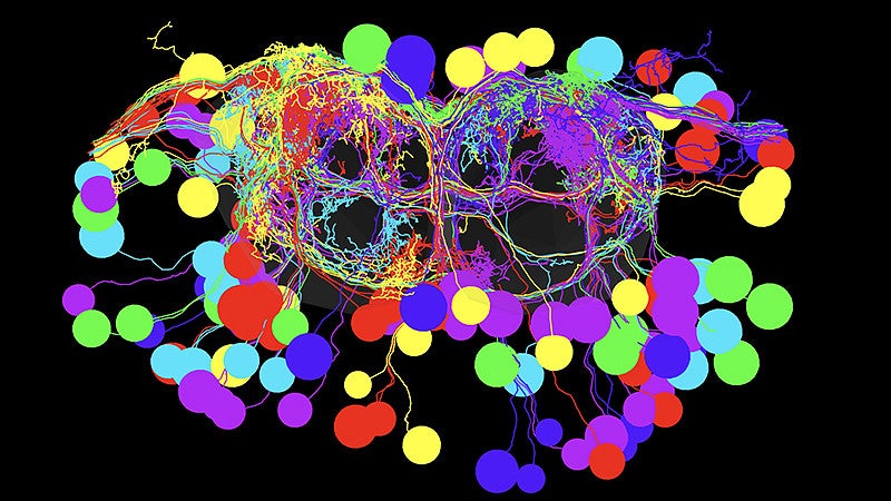 Cross section of fruit fly ventral cord showing motor neurons that respond to a wasp