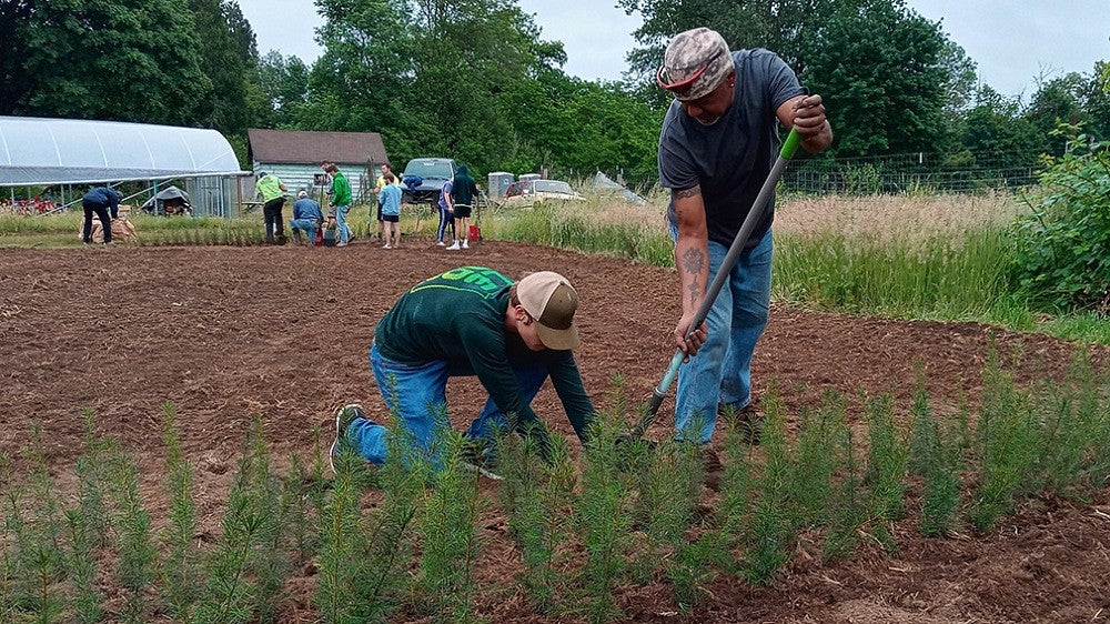 Planting tree seedlings