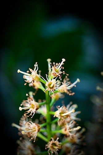 Macro photography shot of flowers on campus. Photo credit: Jasper Zhou