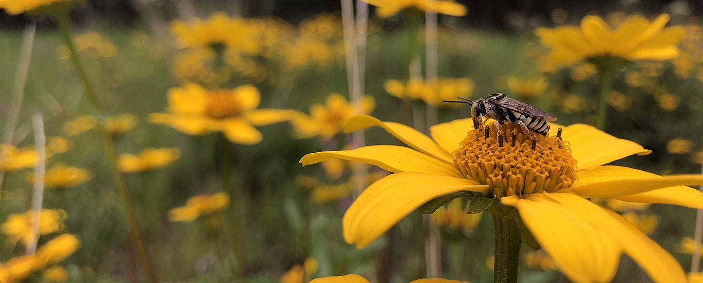 Bee on a yellow flower