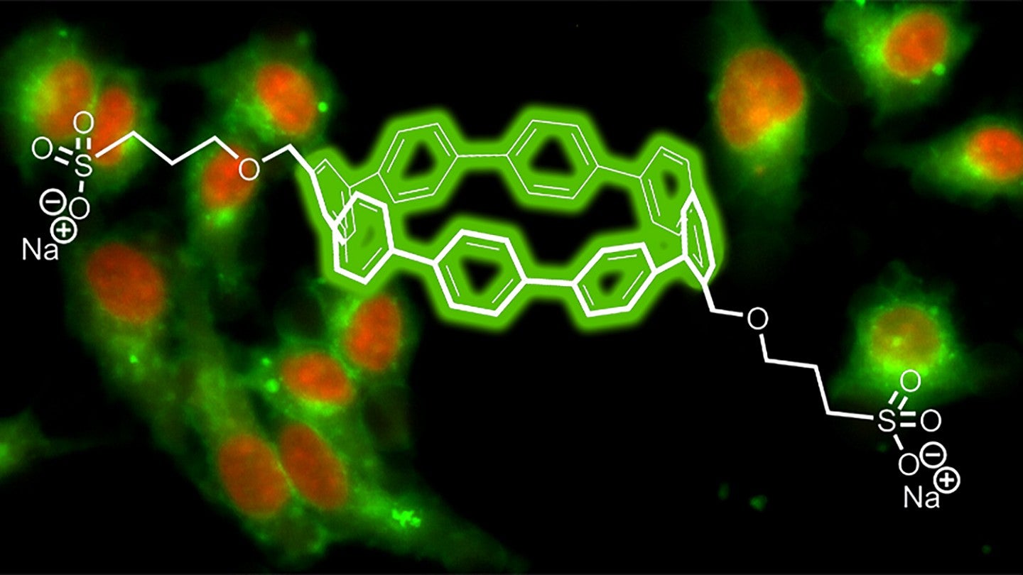 Image shows the structure of a nanohoop and sidechains in front of live cells emitting flourescent colors 