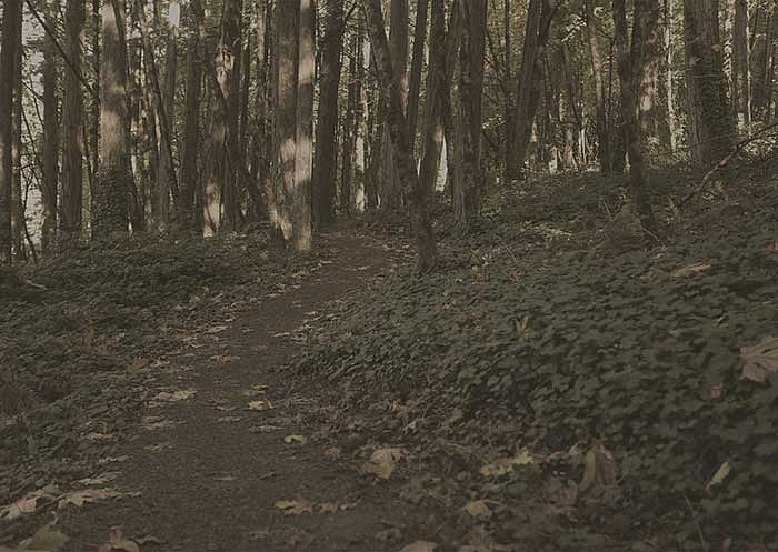 A path through the woods