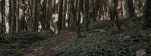 A path through the woods