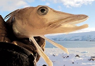 A blackfin icefish (Caenocephalus aceratus). The fish's low bone density adds to its transparent appearance. Photograph by John Postlethwait 