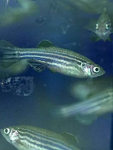 Zebrafish