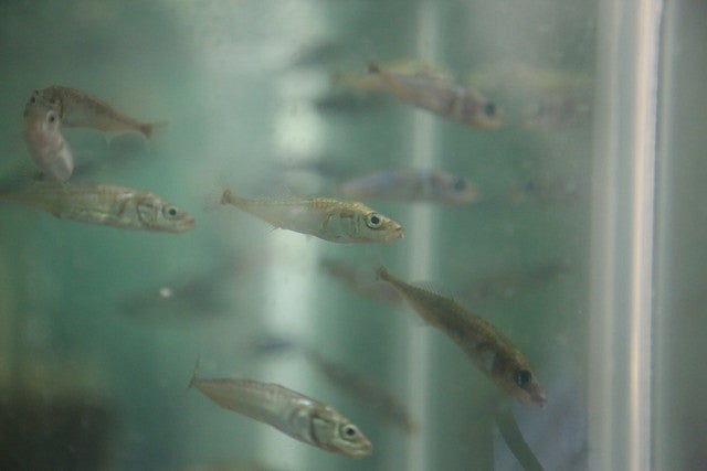 Zebrafish