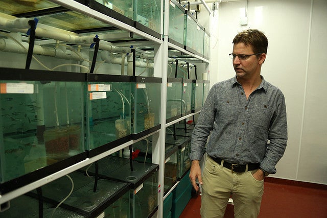 Bill Cresko in the zebrafish lab