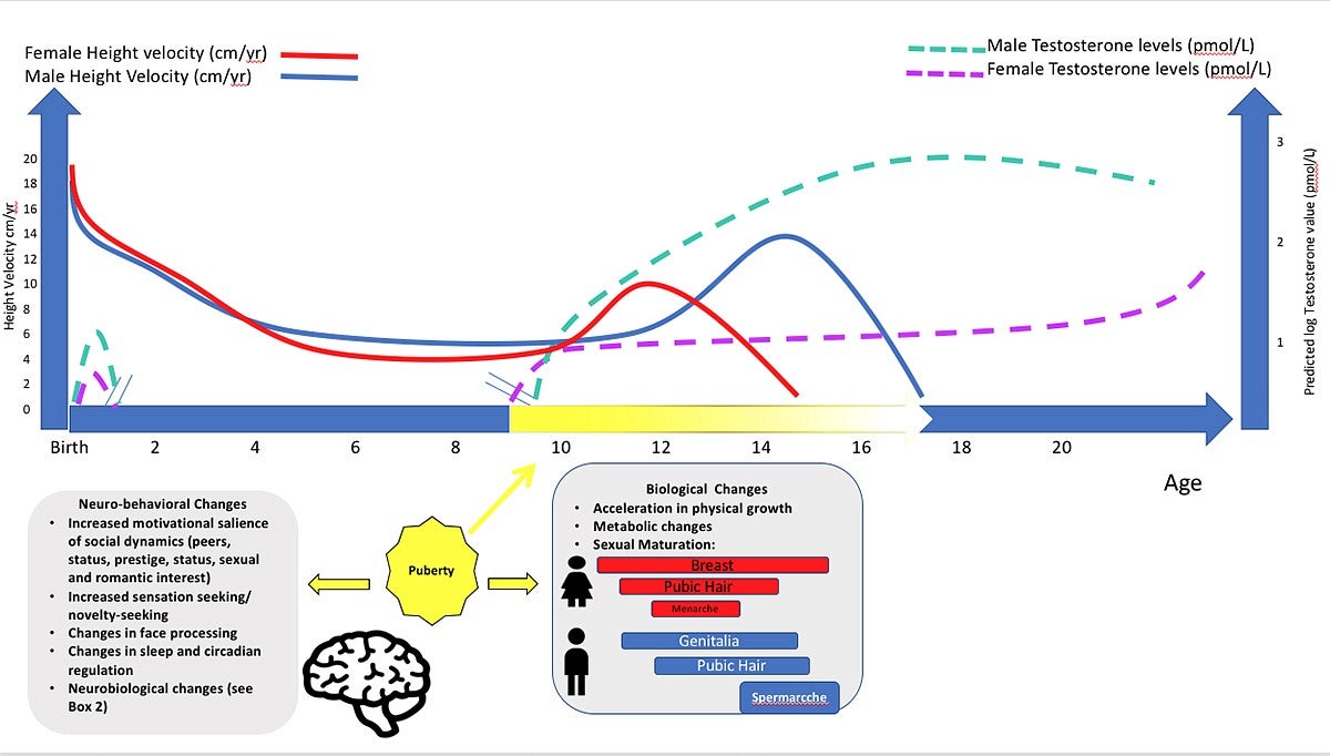 Graph shows the changes in boys and girls during the years of puberty