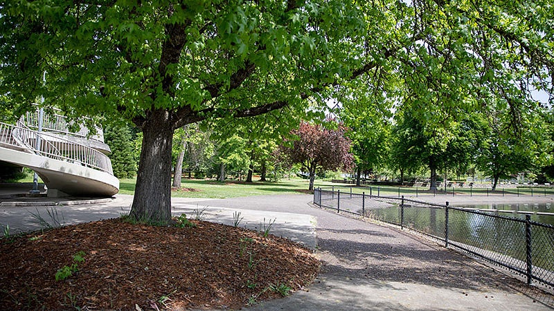 Trees near a pond in Alton Baker park