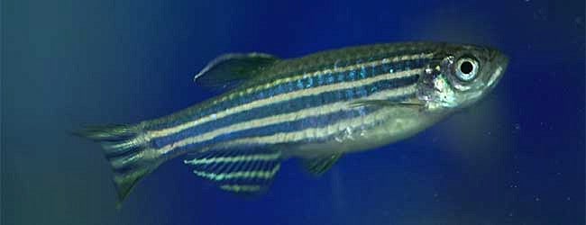 A zebrafish swimming