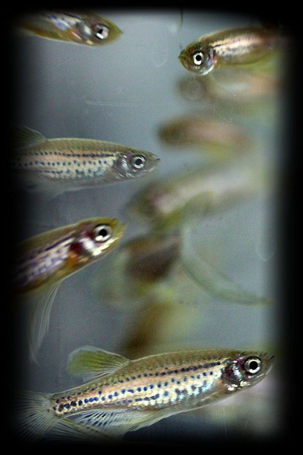 Zebrafish swimming in a tank