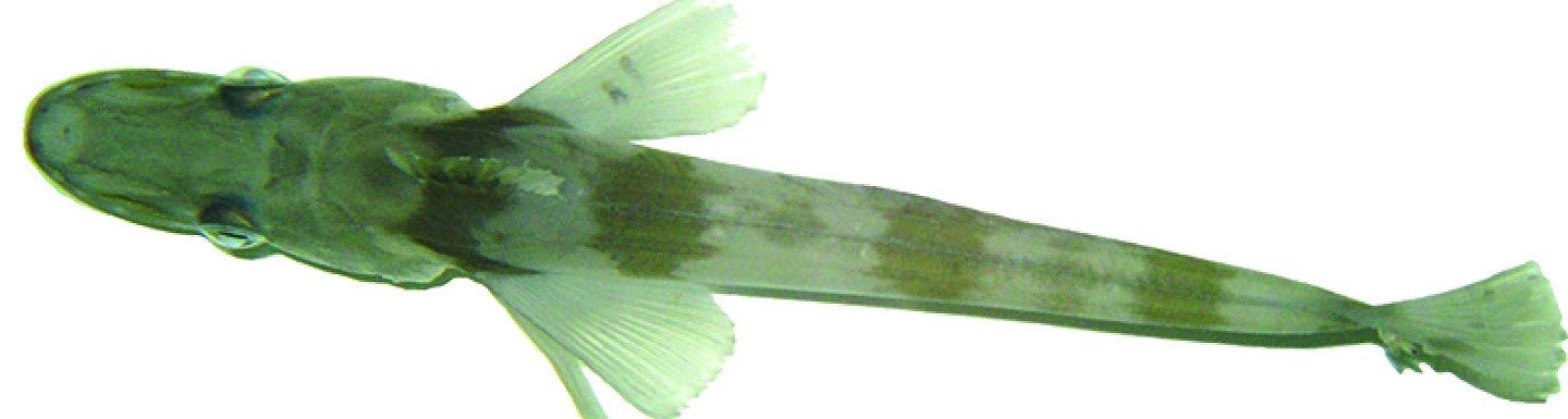 Antarctic blackfin icefish (Photo by Thomas Desvignes)