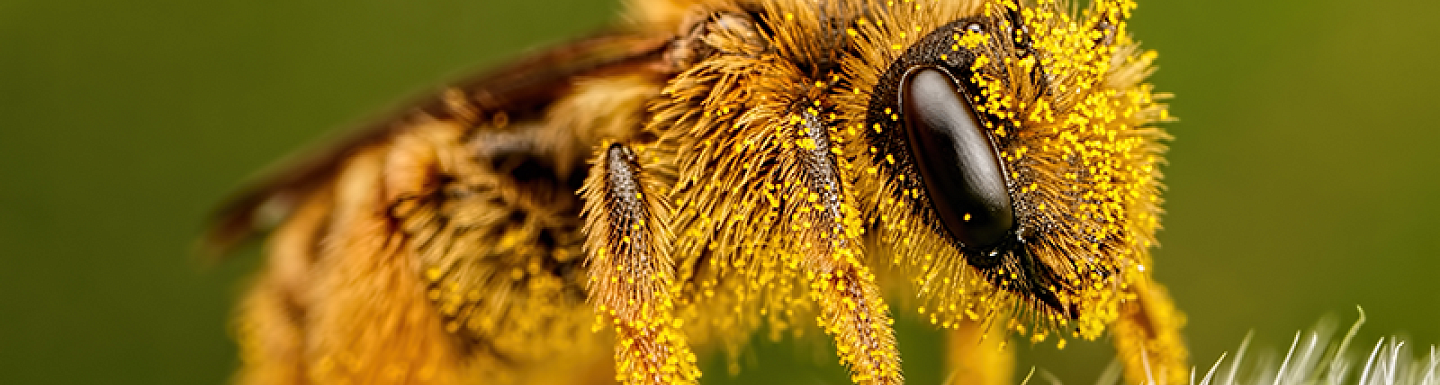 Bee spring cover