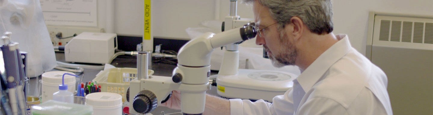 Patrick Phillips looking into a microscope in the lab