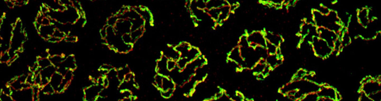 Chromosome structures