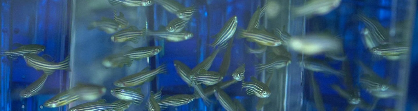 Zebrafish