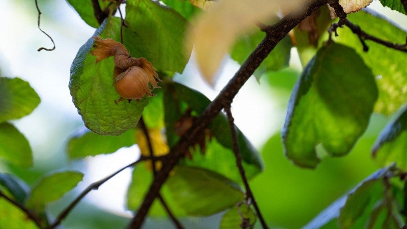 a hazelnut in a tree with green and yellow leaves