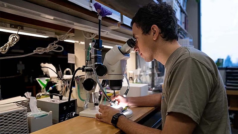 A student looks through a microscope in UO lab