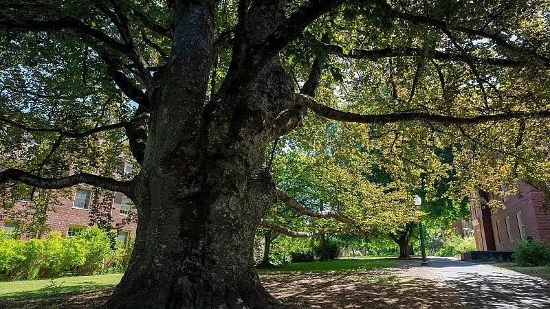 Purple-leaf European beech tree on the UO campus