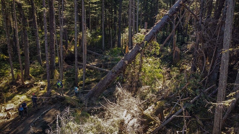Researchers hiking through a forest
