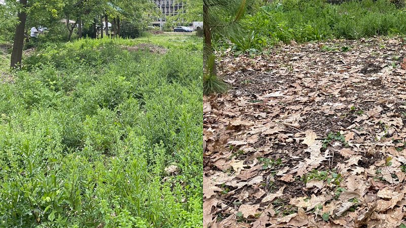 A split image shows an area before and after invasive species have been removed