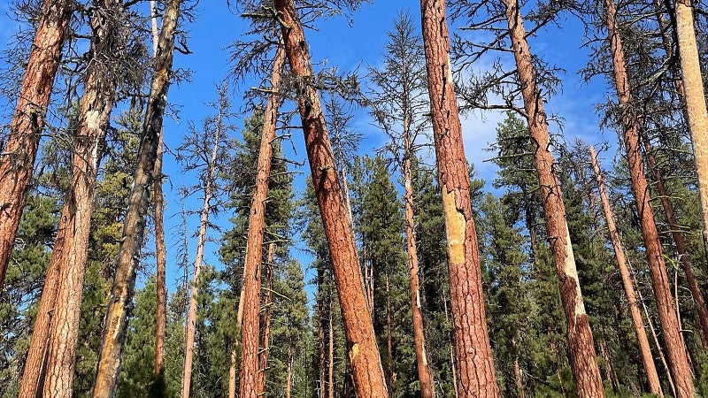 Dying old-growth ponderosa pines