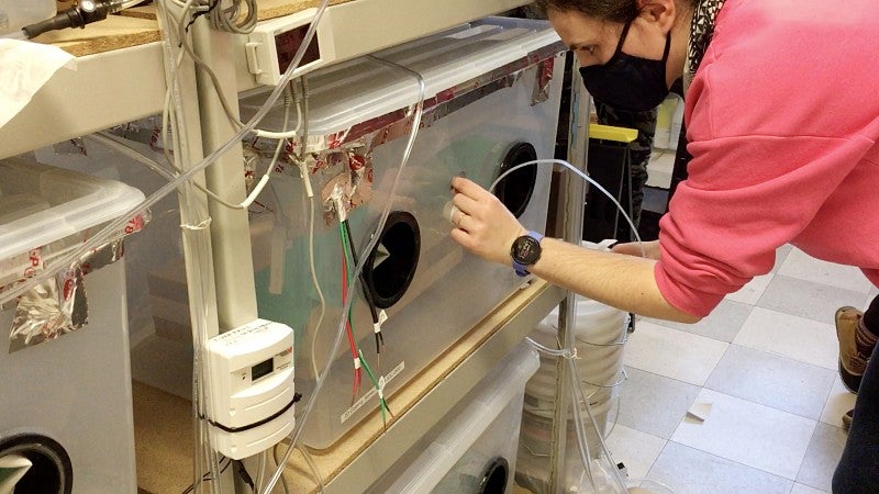 Researcher checking container holding wood sample