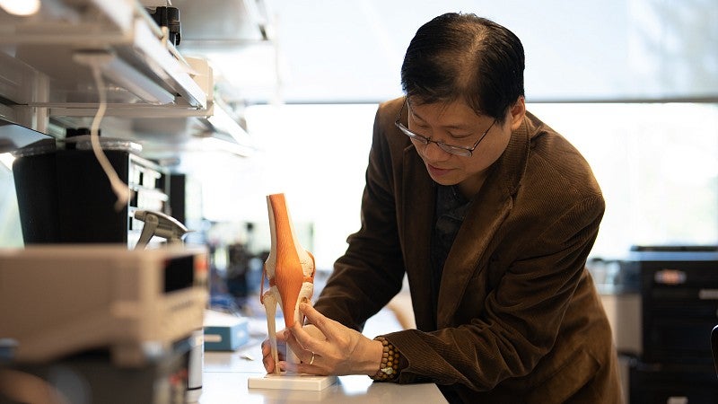 Researcher attaching a sensor to a model of the knee