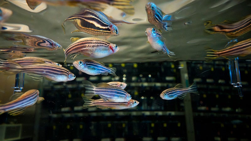 Zebrafish swimming