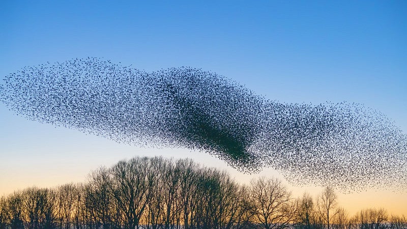 Flock of birds in a winter sky
