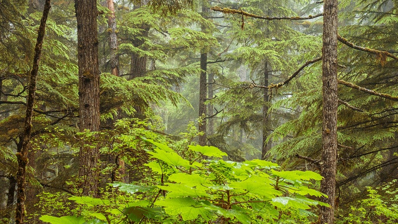 Lush green forest in Alaska