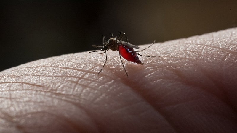 A mosquito on a person's hand