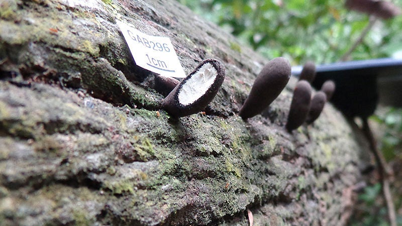 Fungi on a tree