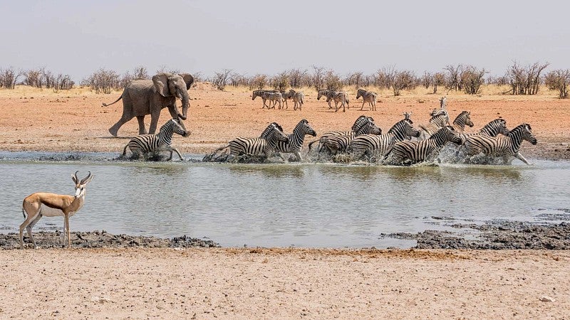 Animals at African watering hole