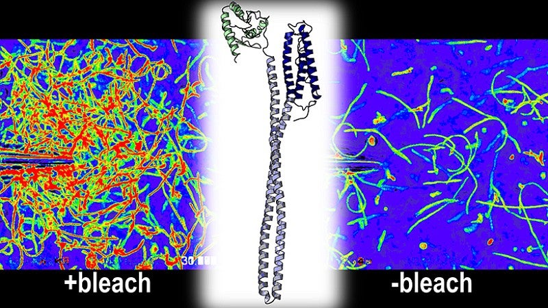 Image of bacteria