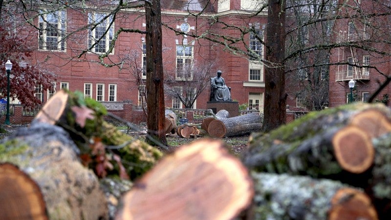 Sawn tree trunks and limbs near Pioneer Mother statue.