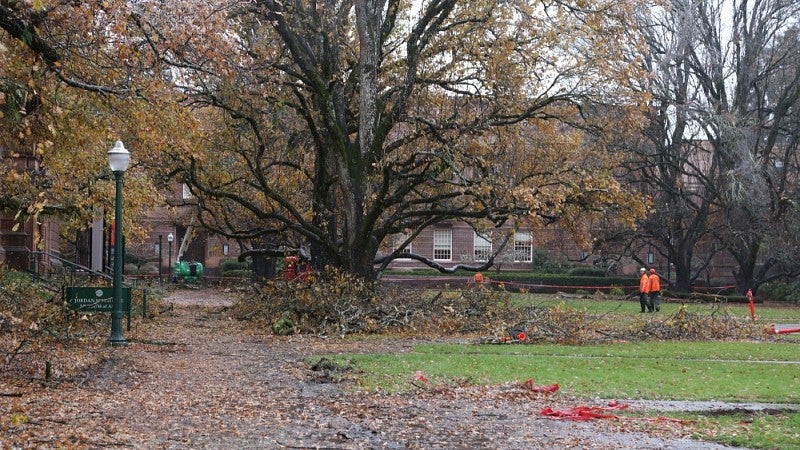 Tall trees on the Memorial Quad were hard-hit.