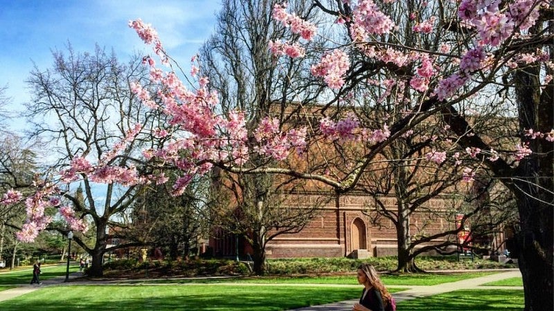 The cherry tree by PLC in bloom; the art museum in the background