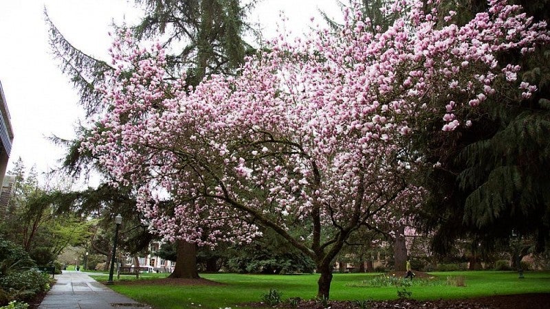 Saucer magnoilia behind Allen Hall in full bloom