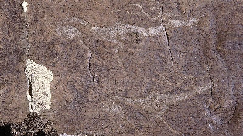 Drawing of two elk etched into a high ledge. Late Bronze Age. Upper Tsagaan Gol. Photo: Gary Tepfer.