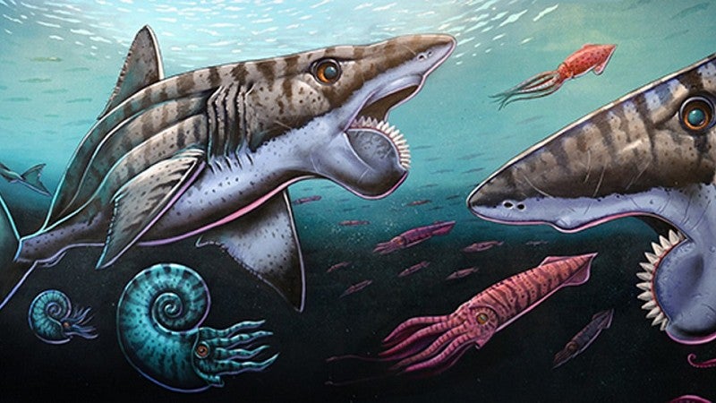 Ray Troll's 'view' of the Helicoprion, an ancient, 'buzz-saw' shark