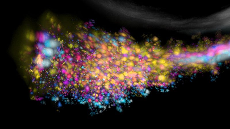 Colonies of bacteria in a zebrafish gut 