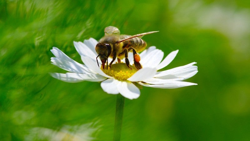 Honeybee on flower