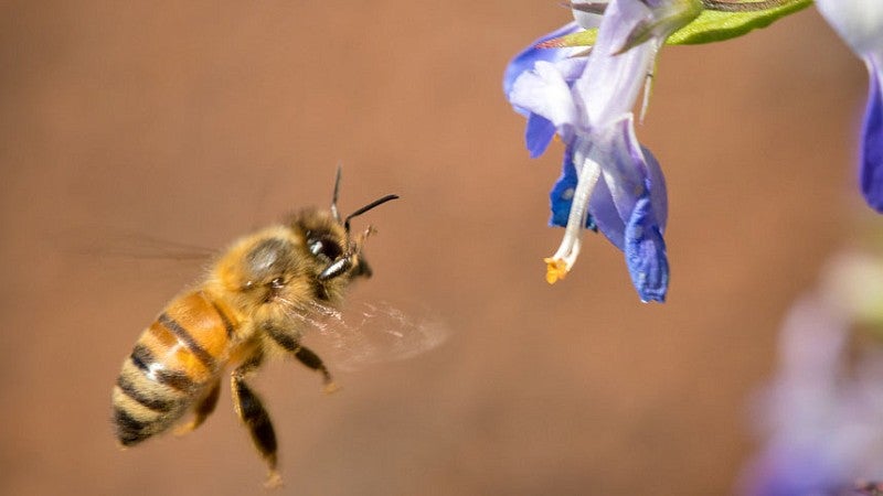 Bee approaching flower